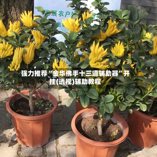 强力推荐“金华佛手十三道辅助器”开挂(透视)辅助教程-第3张图片