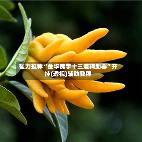 强力推荐“金华佛手十三道辅助器	”开挂(透视)辅助教程-第2张图片
