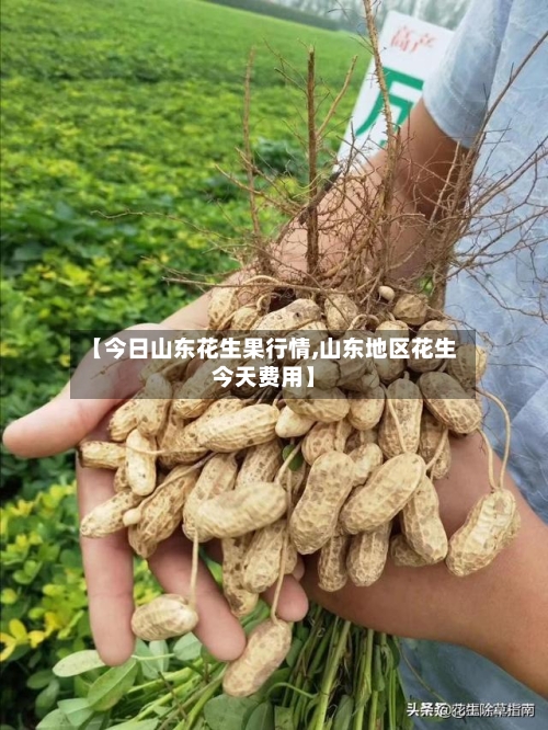 【今日山东花生果行情,山东地区花生今天费用】-第3张图片