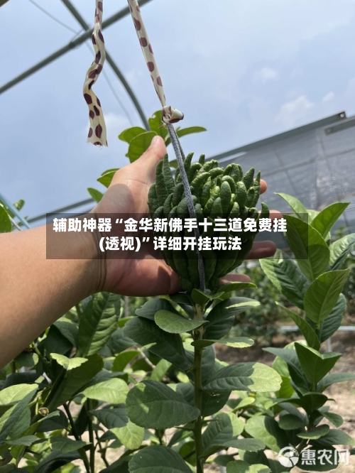 辅助神器“金华新佛手十三道免费挂(透视)	”详细开挂玩法-第2张图片