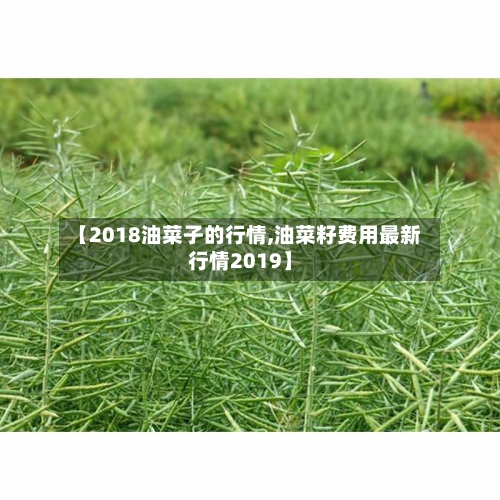 【2018油菜子的行情,油菜籽费用最新行情2019】