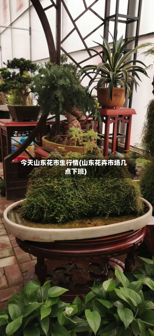 今天山东花市生行情(山东花卉市场几点下班)