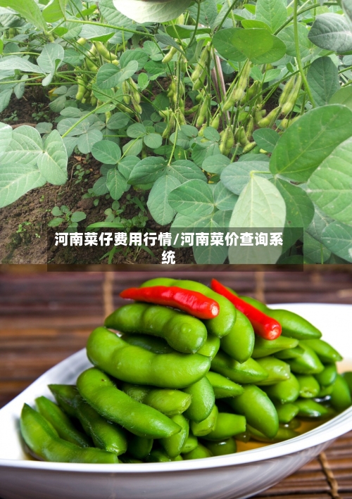 河南菜仔费用行情/河南菜价查询系统
