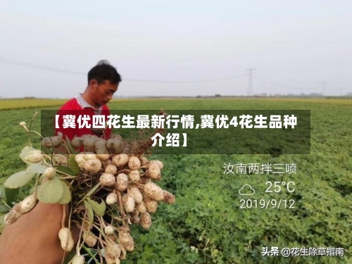 【冀优四花生最新行情,冀优4花生品种介绍】