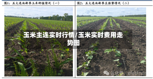 玉米主连实时行情/玉米实时费用走势图
