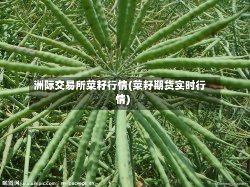 洲际交易所菜籽行情(菜籽期货实时行情)
