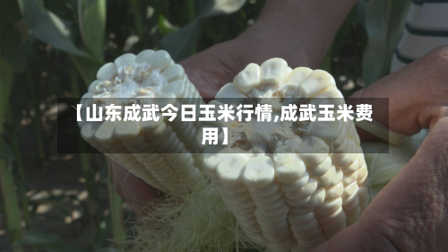 【山东成武今日玉米行情,成武玉米费用】