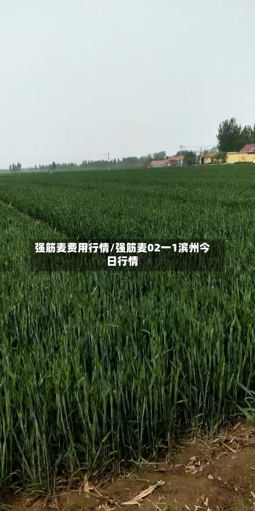 强筋麦费用行情/强筋麦02一1滨州今日行情